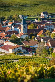 Champagne vineyards in the Cote des Bar area of the Aube department near to Baroville, Champagne-Ardennes, France, Europe