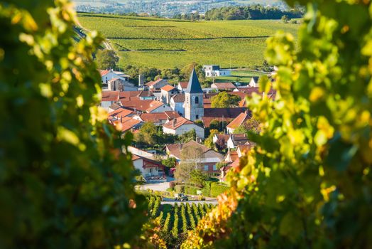 Champagne vineyards in the Cote des Bar area of the Aube department near to Baroville, Champagne-Ardennes, France, Europe