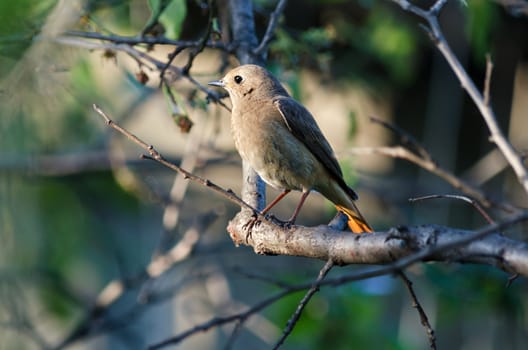 The female Redstart, sitting on a branch of a plum tree in the garden, bokeh and place for text