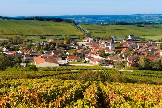 Champagne vineyards in the Cote des Bar area of the Aube department near to Baroville, Champagne-Ardennes, France, Europe