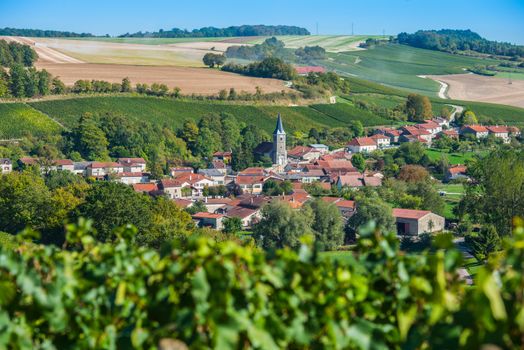 Champagne vineyards in the Cote des Bar area of the Aube department near Rizaucourt-Buchey, Champagne-Ardennes, France, Europe