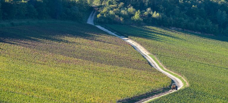 Champagne vineyards in the Cote des Bar area of the Aube department near to Viviers sur Artaut, Champagne-Ardennes, France, Europe