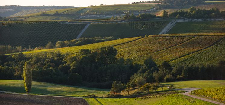 Champagne vineyards in the Cote des Bar area of the Aube department near to Baroville, Champagne-Ardennes, France, Europe