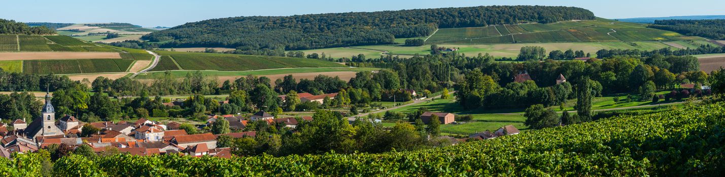 Champagne vineyards in the Cote des Bar area of the Aube department near to Arrentières, Champagne-Ardennes, France, Europe