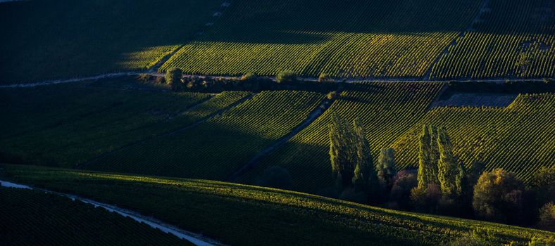 Champagne vineyards in the Cote des Bar area of the Aube department near to Baroville, Champagne-Ardennes, France, Europe