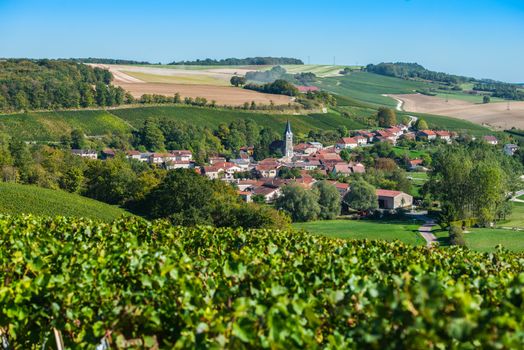 Champagne vineyards in the Cote des Bar area of the Aube department near Rizaucourt-Buchey, Champagne-Ardennes, France, Europe