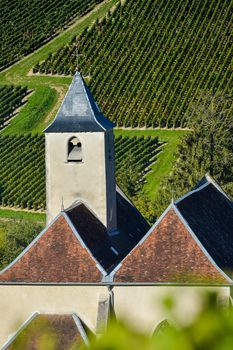 Champagne vineyards in the Cote des Bar area of the Aube department near to Viviers sur Artaut, Champagne-Ardennes, France, Europe