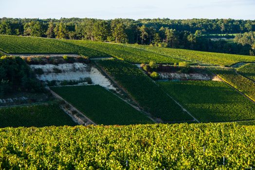 Champagne vineyards in the Cote des Bar area of the Aube department, Champagne-Ardennes, France, Europe