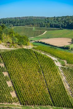 Champagne vineyards in the Cote des Bar area of the Aube department near Rizaucourt-Buchey, Champagne-Ardennes, France, Europe