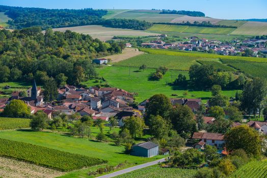 Champagne vineyards in the Cote des Bar area of the Aube department near to Colombe la Fosse, Champagne-Ardennes, France, Europe