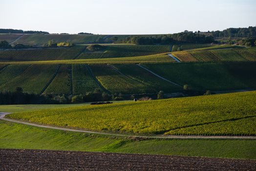 Champagne vineyards in the Cote des Bar area of the Aube department near to Baroville, Champagne-Ardennes, France, Europe