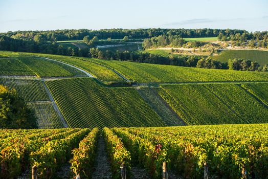 Champagne vineyards in the Cote des Bar area of the Aube department, Champagne-Ardennes, France, Europe