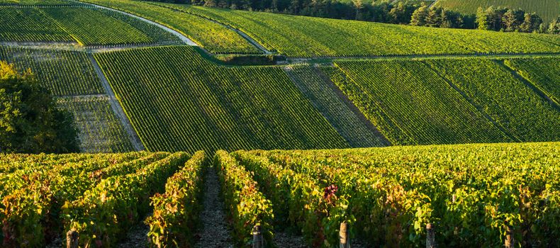 Champagne vineyards in the Cote des Bar area of the Aube department, Champagne-Ardennes, France, Europe