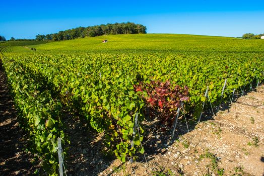 Champagne vineyards in the Cote des Bar area of the Aube department near to Colombe la Fosse, Champagne-Ardennes, France, Europe