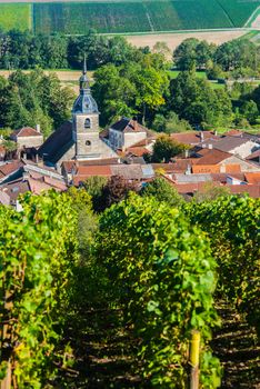 Champagne vineyards in the Cote des Bar area of the Aube department near to Arrentieres, Champagne-Ardennes, France, Europe