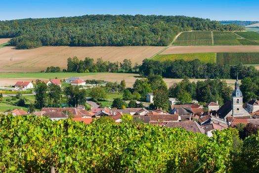 Champagne vineyards in the Cote des Bar area of the Aube department near to Arrentieres, Champagne-Ardennes, France, Europe