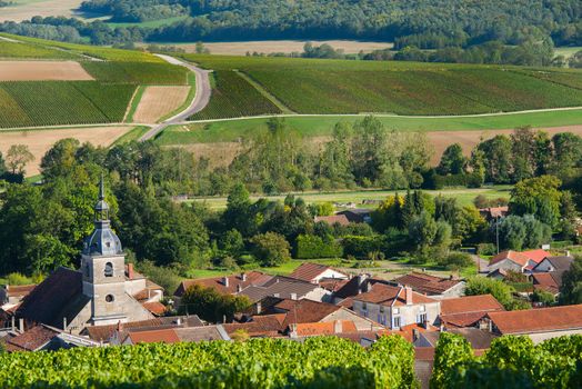 Champagne vineyards in the Cote des Bar area of the Aube department near to Arrentieres, Champagne-Ardennes, France, Europe