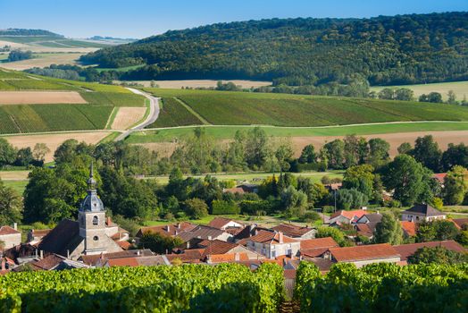 Champagne vineyards in the Cote des Bar area of the Aube department near to Arrentieres, Champagne-Ardennes, France, Europe