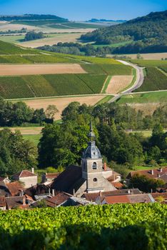 Champagne vineyards in the Cote des Bar area of the Aube department near to Arrentieres, Champagne-Ardennes, France, Europe