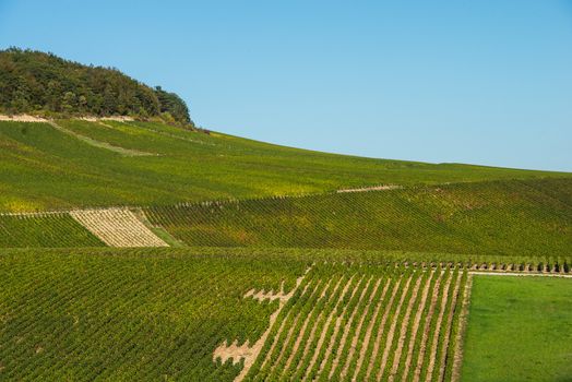 Champagne vineyards in the Cote des Bar area of the Aube department near to Baroville, Champagne-Ardennes, France, Europe