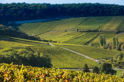 Champagne vineyards in the Cote des Bar area of the Aube department near to Baroville, Champagne-Ardennes, France, Europe