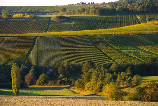 Champagne vineyards in the Cote des Bar area of the Aube department near to Baroville, Champagne-Ardennes, France, Europe