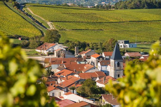 Champagne vineyards in the Cote des Bar area of the Aube department near to Baroville, Champagne-Ardennes, France, Europe