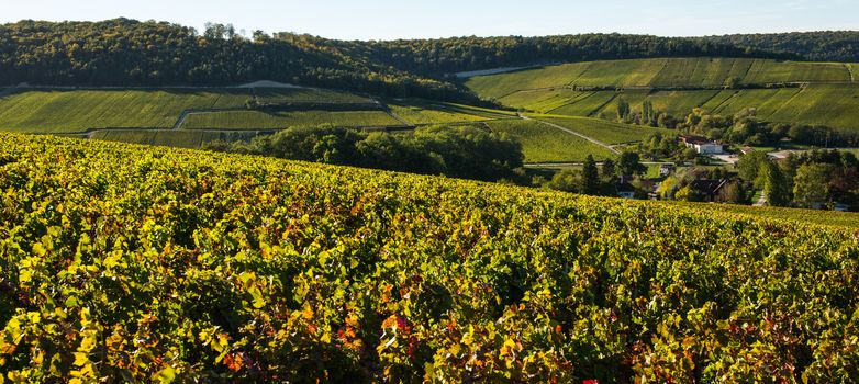 Champagne vineyards in the Cote des Bar area of the Aube department near to Baroville, Champagne-Ardennes, France, Europe