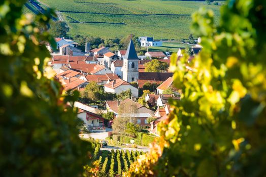 Champagne vineyards in the Cote des Bar area of the Aube department near to Baroville, Champagne-Ardennes, France, Europe