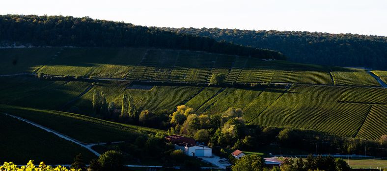 Champagne vineyards in the Cote des Bar area of the Aube department near to Baroville, Champagne-Ardennes, France, Europe