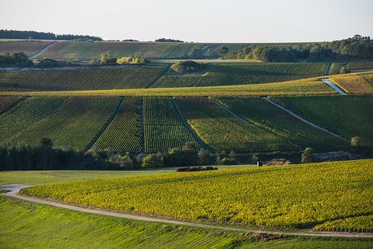 Champagne vineyards in the Cote des Bar area of the Aube department near to Baroville, Champagne-Ardennes, France, Europe