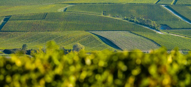 Champagne vineyards in the Cote des Bar area of the Aube department near to Celles sur Ource Champagne-Ardennes, France, Europe