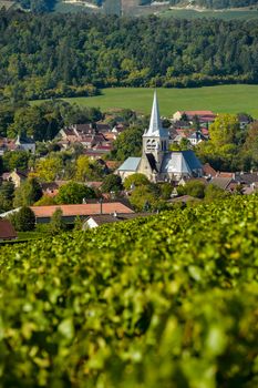 Champagne vineyards in the Cote des Bar area of the Aube department near to Les Riceys, Champagne-Ardennes, France, Europe