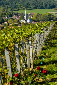 Champagne vineyards in the Cote des Bar area of the Aube department near to Les Riceys, Champagne-Ardennes, France, Europe