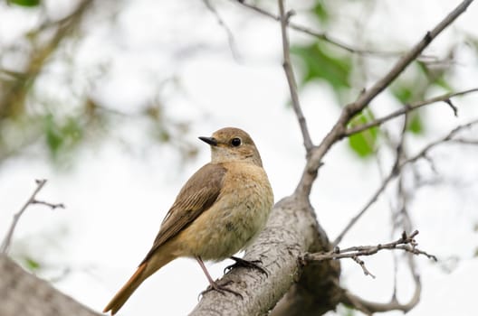 The female Redstart, sitting on a branch of a plum tree in the garden, bokeh and place for text