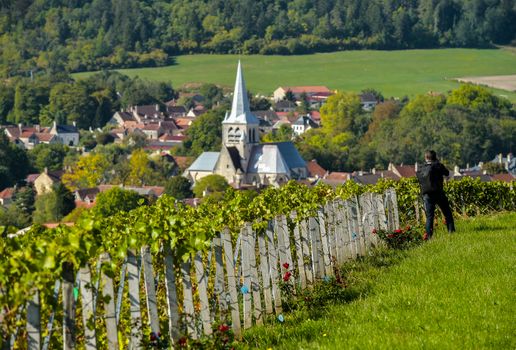 Champagne vineyards in the Cote des Bar area of the Aube department near to Les Riceys, Champagne-Ardennes, France, Europe