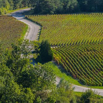 Champagne vineyards in the Cote des Bar area of the Aube department near to Les Riceys, Champagne-Ardennes, France, Europe