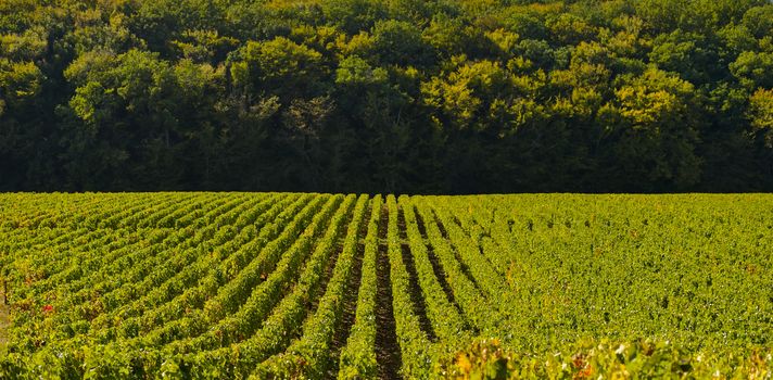 Champagne vineyards in the Cote des Bar area of the Aube department near to Les Riceys, Champagne-Ardennes, France, Europe