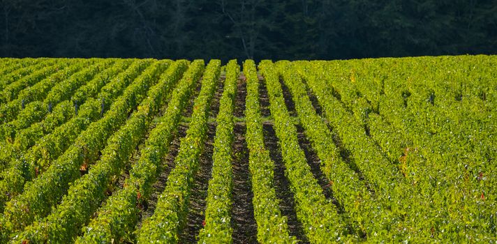 Champagne vineyards in the Cote des Bar area of the Aube department near to Les Riceys, Champagne-Ardennes, France, Europe