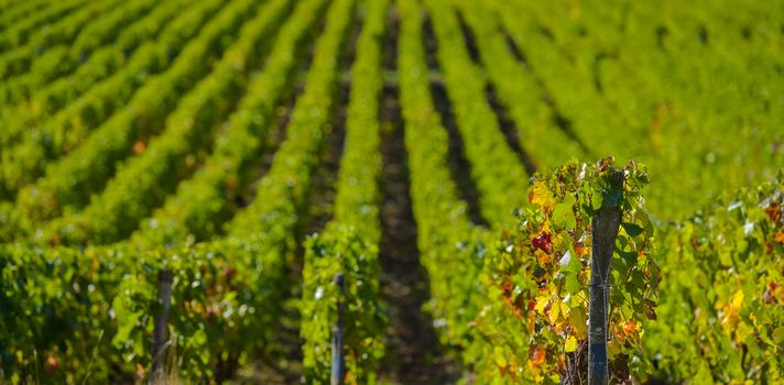 Champagne vineyards in the Cote des Bar area of the Aube department near to Les Riceys, Champagne-Ardennes, France, Europe