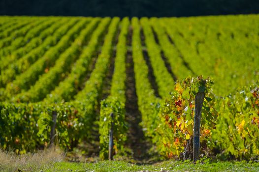 Champagne vineyards in the Cote des Bar area of the Aube department near to Les Riceys, Champagne-Ardennes, France, Europe