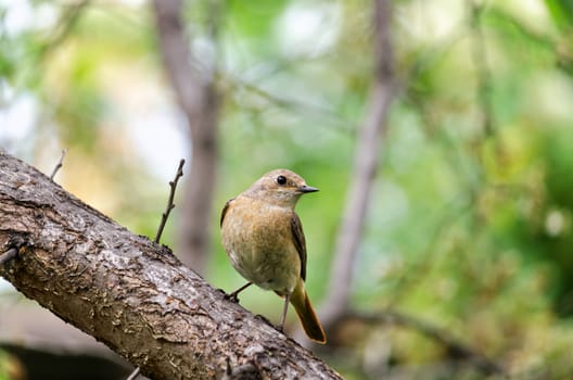 The female Redstart, sitting on a branch of a plum tree in the garden, bokeh and place for text
