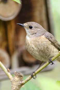 A female Redstart sitting on a branch in the garden near a bird house, bokeh and place for text