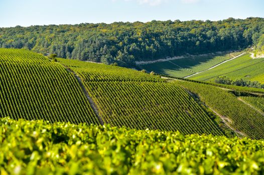 Champagne vineyards in the Cote des Bar area of the Aube department near to Les Riceys, Champagne-Ardennes, France, Europe