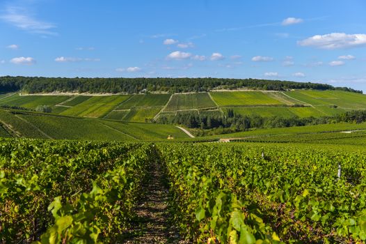 Champagne vineyards in the Cote des Bar area of the Aube department near to Les Riceys, Champagne-Ardennes, France, Europe