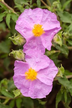 Cistaceae are rock-rose or rock rose flowers known for their beautiful shrubs, which are profusely covered by flowers at the time of blossom.