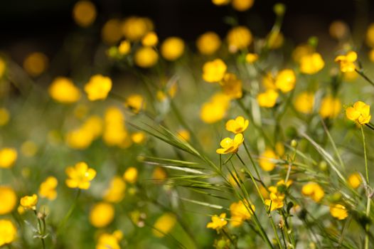 Ranunculus acris is a species of flowering plant in the family Ranunculaceae  across Europe and temperate Eurasia, meadow buttercup.