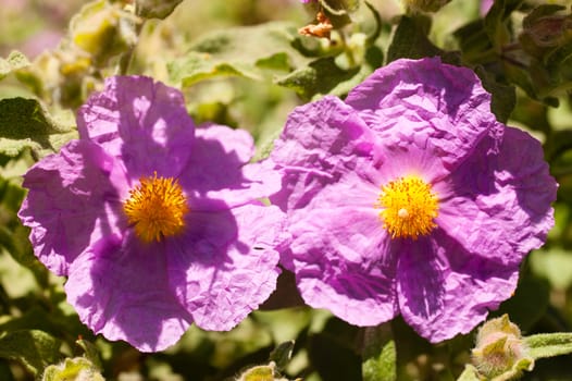 Cistaceae are rock-rose or rock rose flowers known for their beautiful shrubs, which are profusely covered by flowers at the time of blossom.