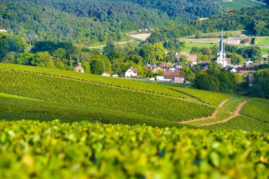 Champagne vineyards in the Cote des Bar area of the Aube department near to Les Riceys, Champagne-Ardennes, France, Europe