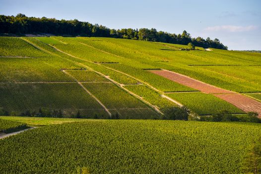 Champagne vineyards in the Cote des Bar area of the Aube department near to Les Riceys, Champagne-Ardennes, France, Europe